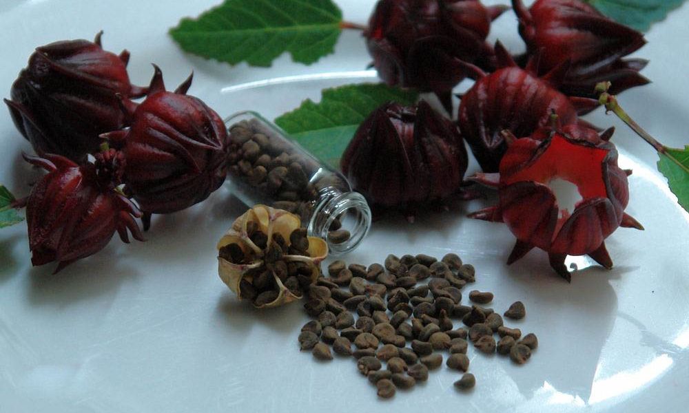 بذر گیاه چای موجب پیشگیری از سرطان می شود